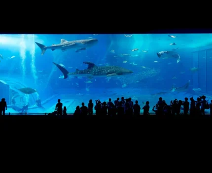 Szambo dwukomorowe z betonu — jak działa krok po kroku